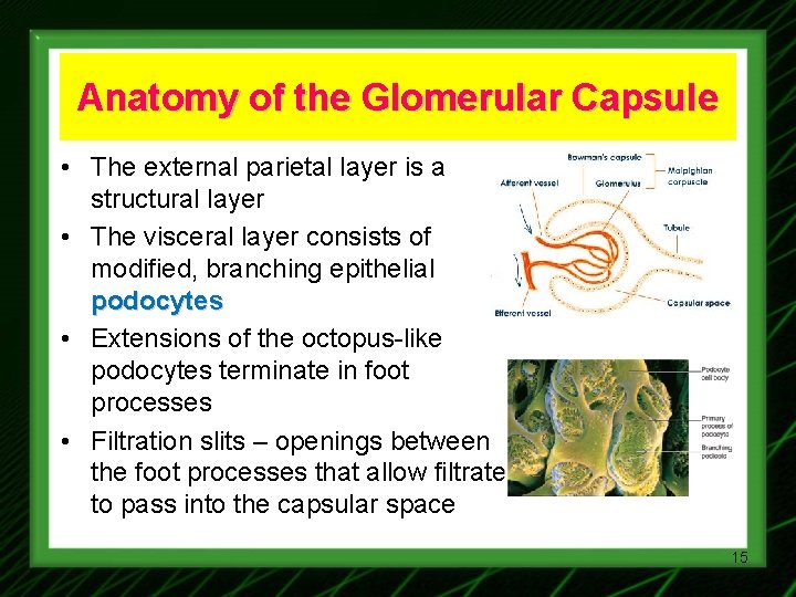 Anatomy of the Glomerular Capsule • The external parietal layer is a structural layer