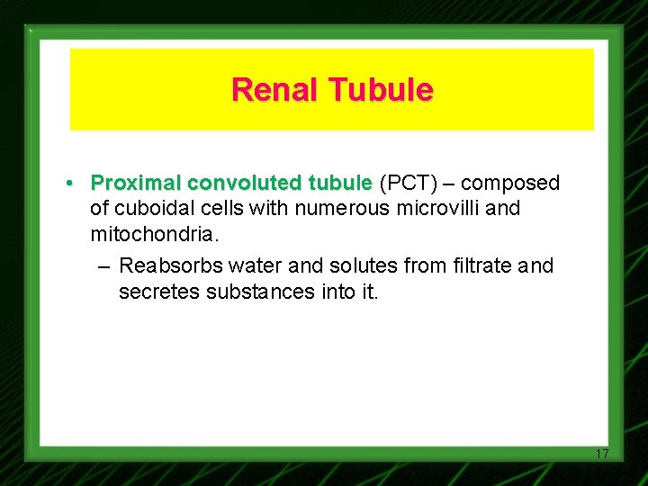 Renal Tubule • Proximal convoluted tubule (PCT) – composed of cuboidal cells with numerous