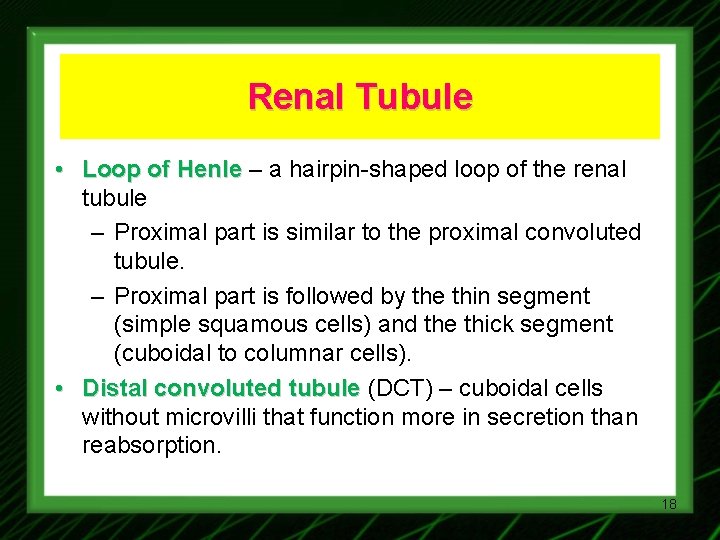 Renal Tubule • Loop of Henle – a hairpin-shaped loop of the renal tubule