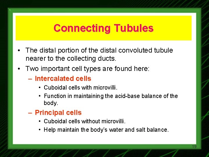 Connecting Tubules • The distal portion of the distal convoluted tubule nearer to the