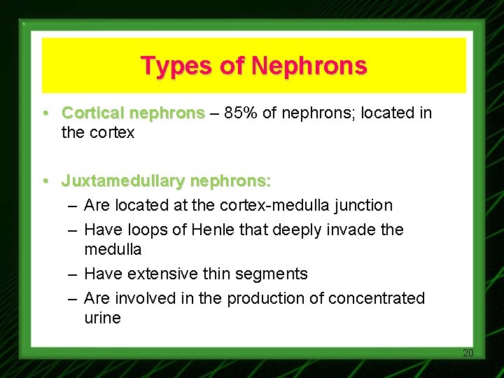 Types of Nephrons • Cortical nephrons – 85% of nephrons; located in the cortex