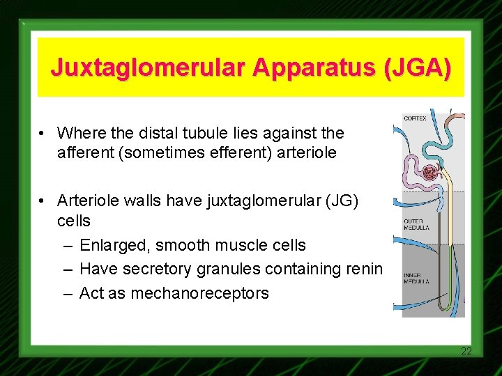 Juxtaglomerular Apparatus (JGA) • Where the distal tubule lies against the afferent (sometimes efferent)
