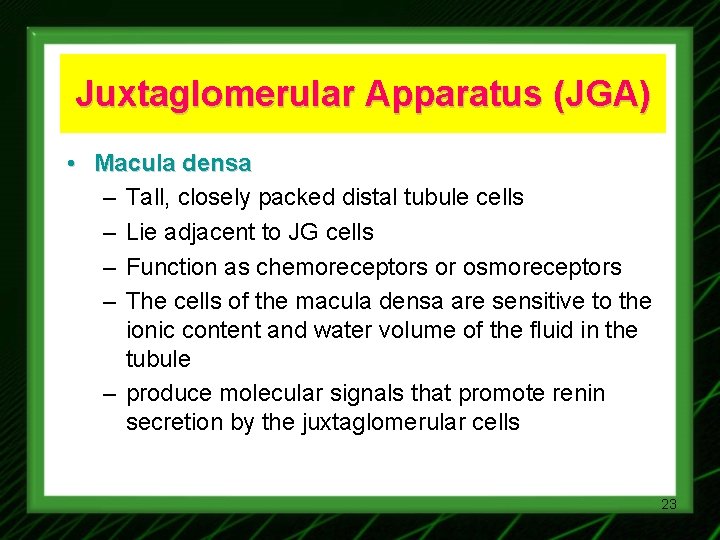 Juxtaglomerular Apparatus (JGA) • Macula densa – Tall, closely packed distal tubule cells –