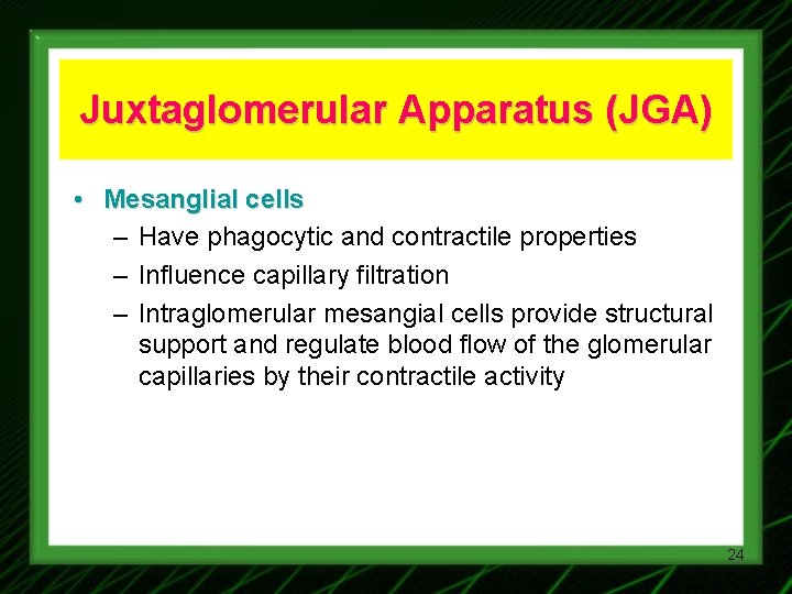 Juxtaglomerular Apparatus (JGA) • Mesanglial cells – Have phagocytic and contractile properties – Influence