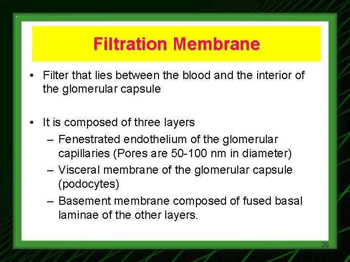 Filtration Membrane • Filter that lies between the blood and the interior of the