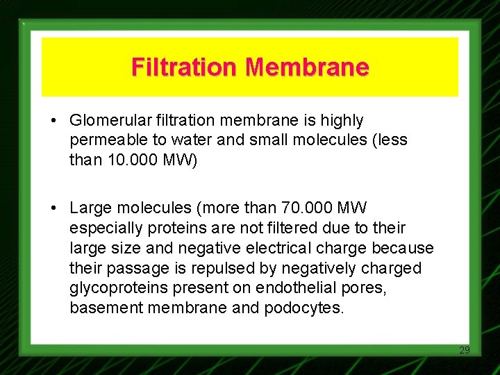 Filtration Membrane • Glomerular filtration membrane is highly permeable to water and small molecules