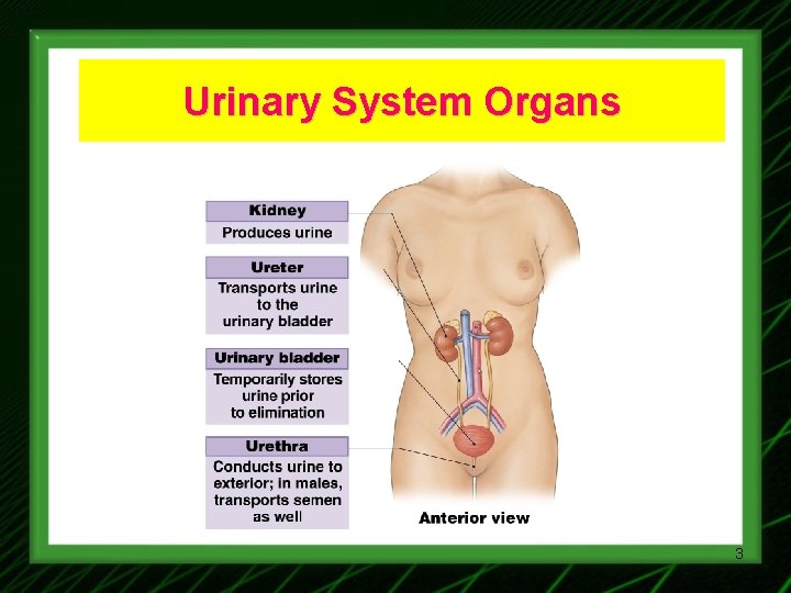 Urinary System Organs 3 