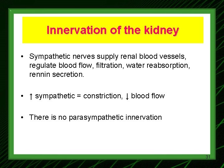 Innervation of the kidney • Sympathetic nerves supply renal blood vessels, regulate blood flow,