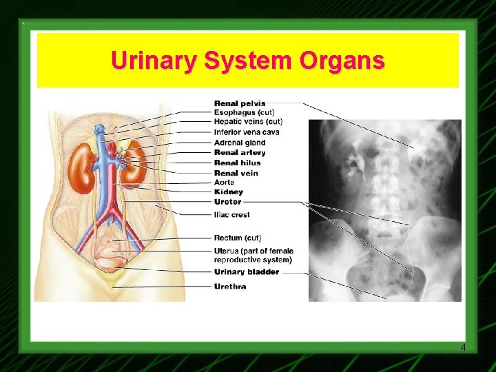 Urinary System Organs 4 