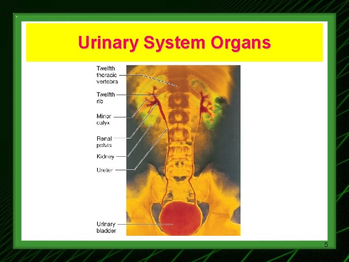 Urinary System Organs 5 