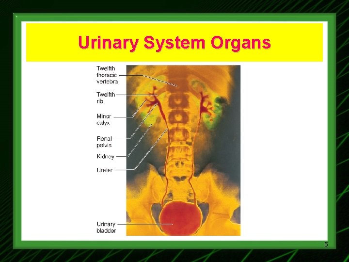 Urinary System Organs 5 