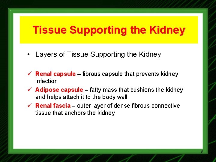 Tissue Supporting the Kidney • Layers of Tissue Supporting the Kidney ü Renal capsule