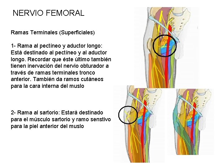 NERVIO FEMORAL Ramas Terminales (Superficiales) 1 - Rama al pectíneo y aductor longo: Está