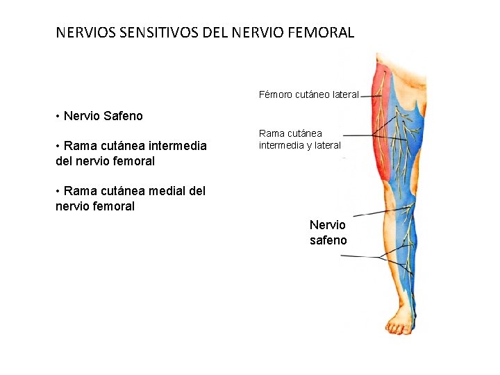 NERVIOS SENSITIVOS DEL NERVIO FEMORAL Fémoro cutáneo lateral • Nervio Safeno • Rama cutánea