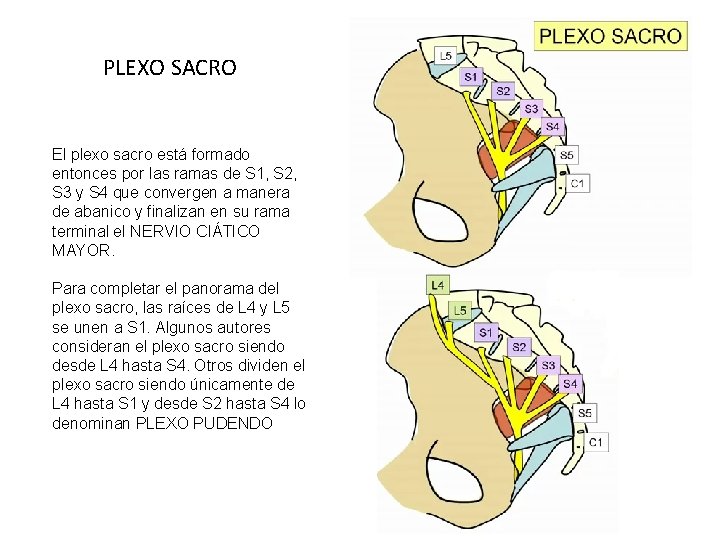 PLEXO SACRO El plexo sacro está formado entonces por las ramas de S 1,