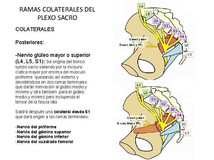 RAMAS COLATERALES DEL PLEXO SACRO COLATERALES Posteriores: -Nervio glúteo mayor o superior (L 4,