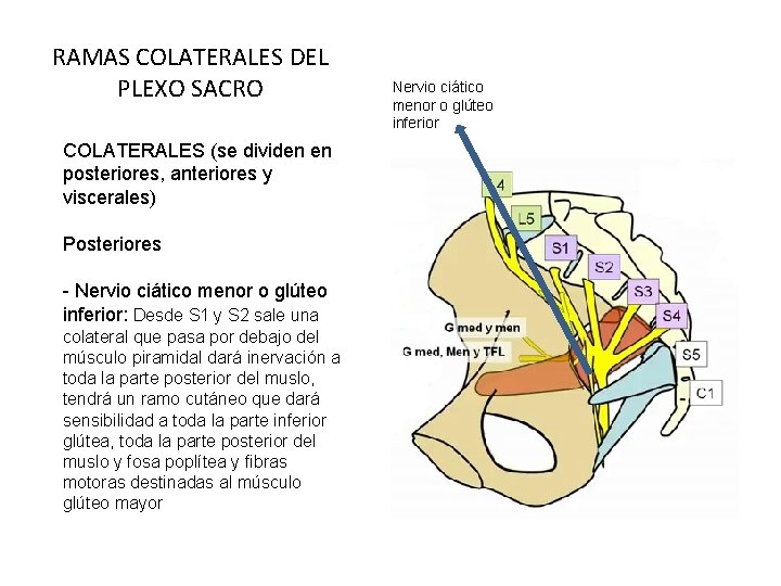 RAMAS COLATERALES DEL PLEXO SACRO COLATERALES (se dividen en posteriores, anteriores y viscerales) Posteriores