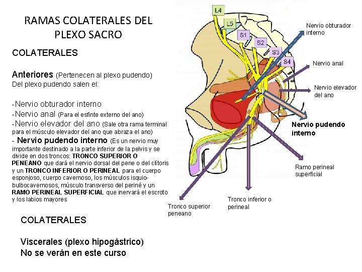 RAMAS COLATERALES DEL PLEXO SACRO Nervio obturador interno COLATERALES Nervio anal Anteriores (Pertenecen al