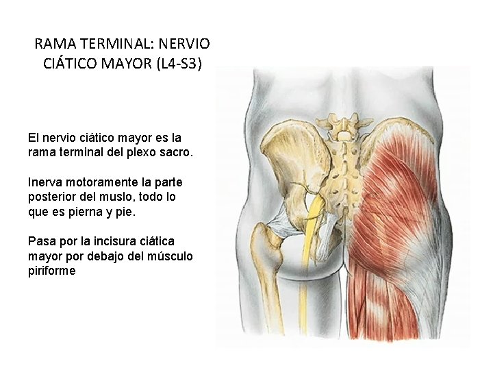RAMA TERMINAL: NERVIO CIÁTICO MAYOR (L 4 -S 3) El nervio ciático mayor es