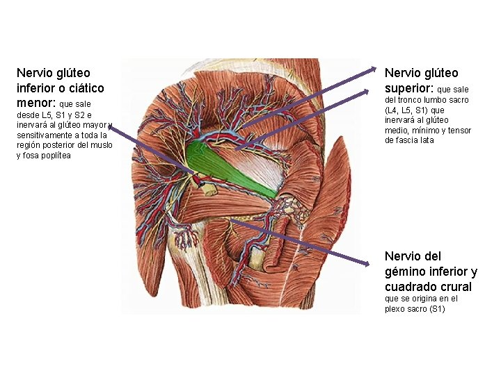 Nervio glúteo inferior o ciático menor: que sale desde L 5, S 1 y