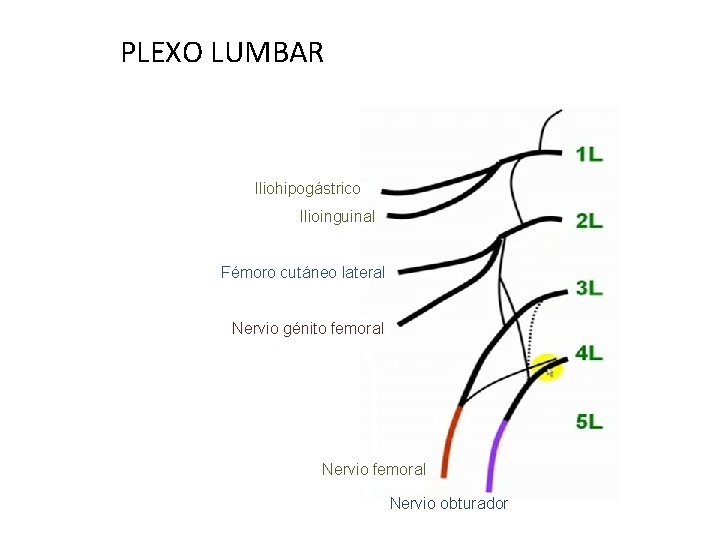 PLEXO LUMBAR Iliohipogástrico Ilioinguinal Fémoro cutáneo lateral Nervio génito femoral Nervio obturador 