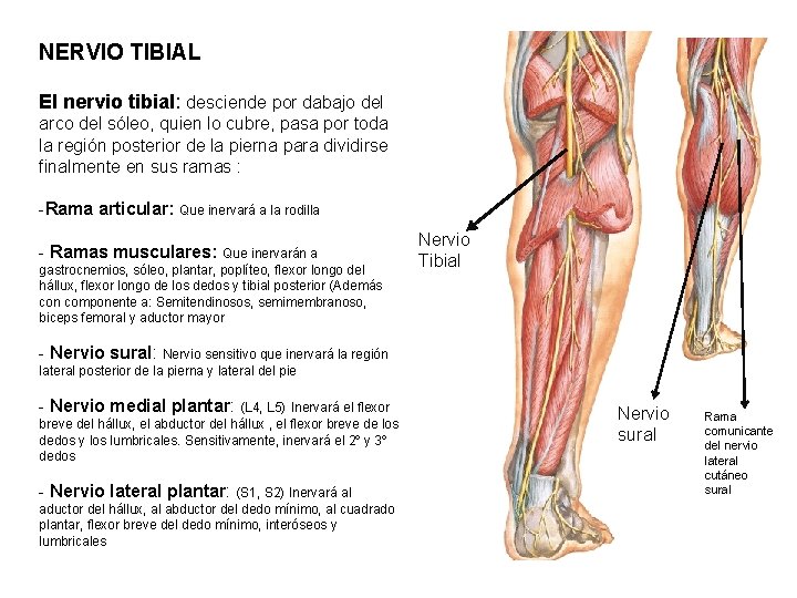 NERVIO TIBIAL El nervio tibial: desciende por dabajo del arco del sóleo, quien lo