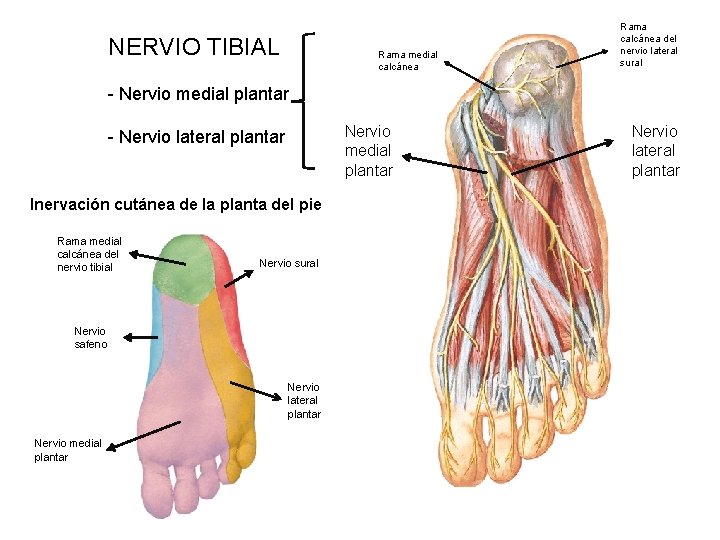 NERVIO TIBIAL Rama medial calcánea Rama calcánea del nervio lateral sural - Nervio medial