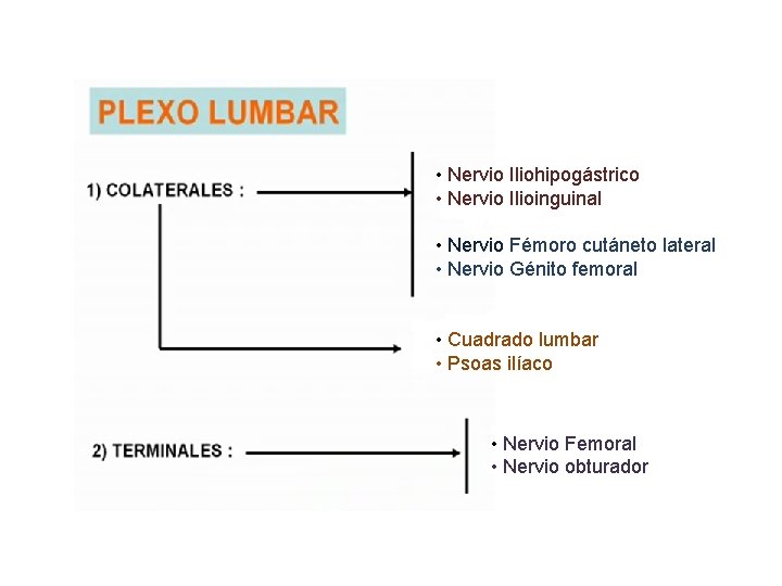  • Nervio Iliohipogástrico • Nervio Ilioinguinal • Nervio Fémoro cutáneto lateral • Nervio