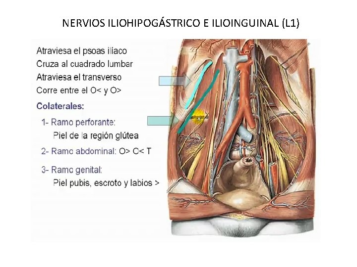 NERVIOS ILIOHIPOGÁSTRICO E ILIOINGUINAL (L 1) 