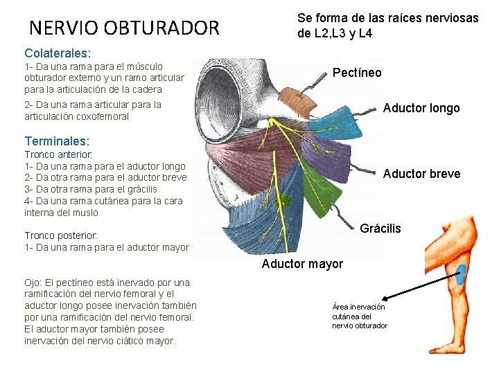 NERVIO OBTURADOR Se forma de las raíces nerviosas de L 2, L 3 y