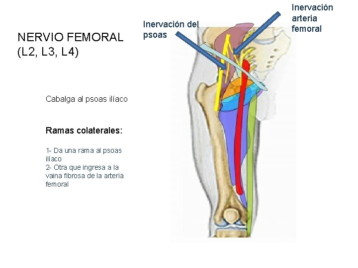 NERVIO FEMORAL (L 2, L 3, L 4) Cabalga al psoas ilíaco Ramas colaterales: