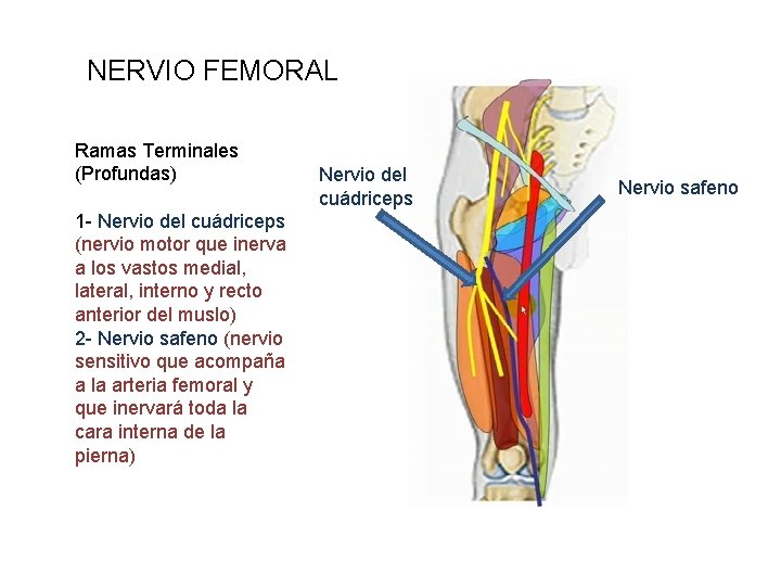 NERVIO FEMORAL Ramas Terminales (Profundas) 1 - Nervio del cuádriceps (nervio motor que inerva
