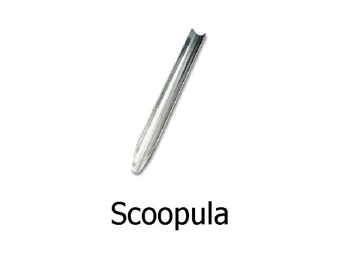 Scoopula 
