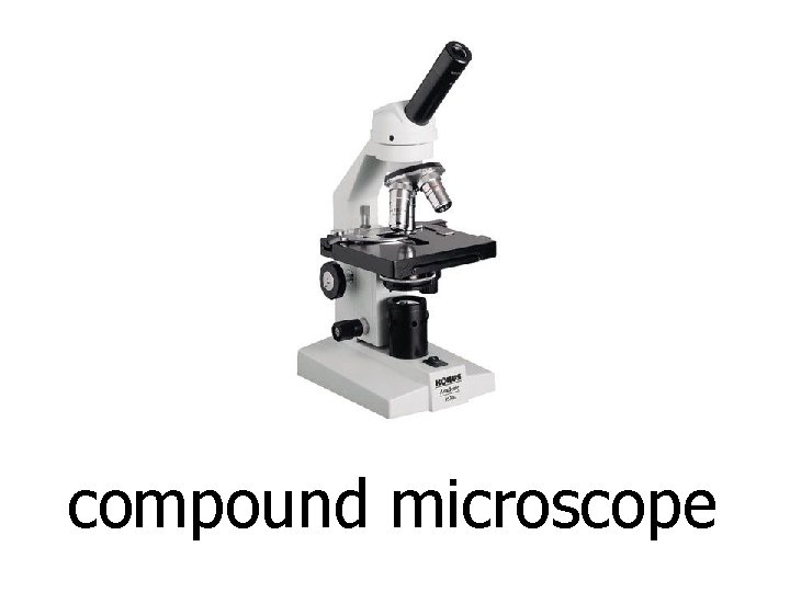 compound microscope 