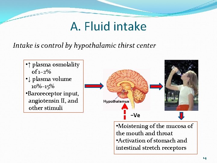 A. Fluid intake Intake is control by hypothalamic thirst center • ↑ plasma osmolality