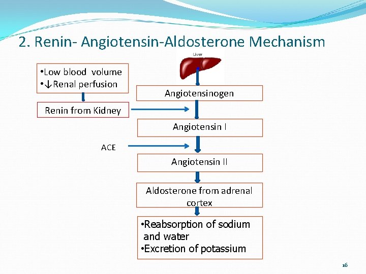 2. Renin- Angiotensin-Aldosterone Mechanism • Low blood volume • ↓Renal perfusion Angiotensinogen Renin from