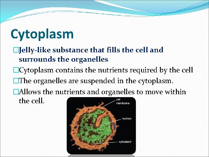 Cytoplasm �Jelly-like substance that fills the cell and surrounds the organelles �Cytoplasm contains the