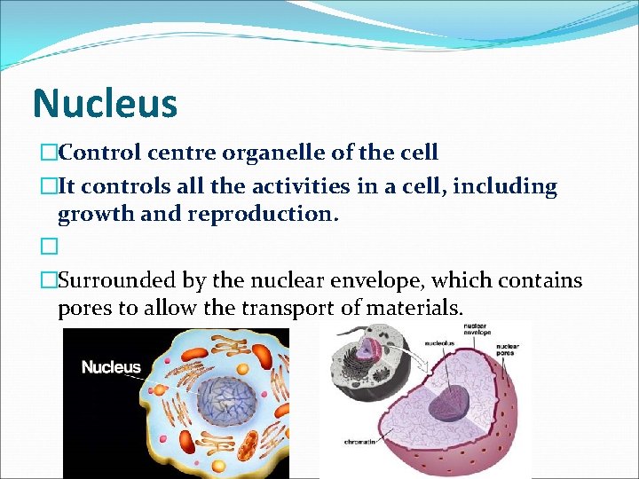 Nucleus �Control centre organelle of the cell �It controls all the activities in a