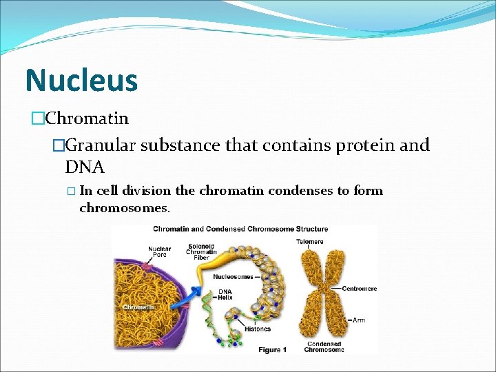 Nucleus �Chromatin �Granular substance that contains protein and DNA � In cell division the
