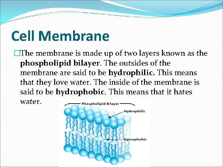 Cell Membrane �The membrane is made up of two layers known as the phospholipid