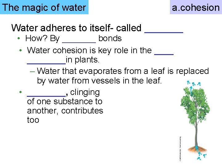 The magic of water a. cohesion Water adheres to itself- called _______ • How?