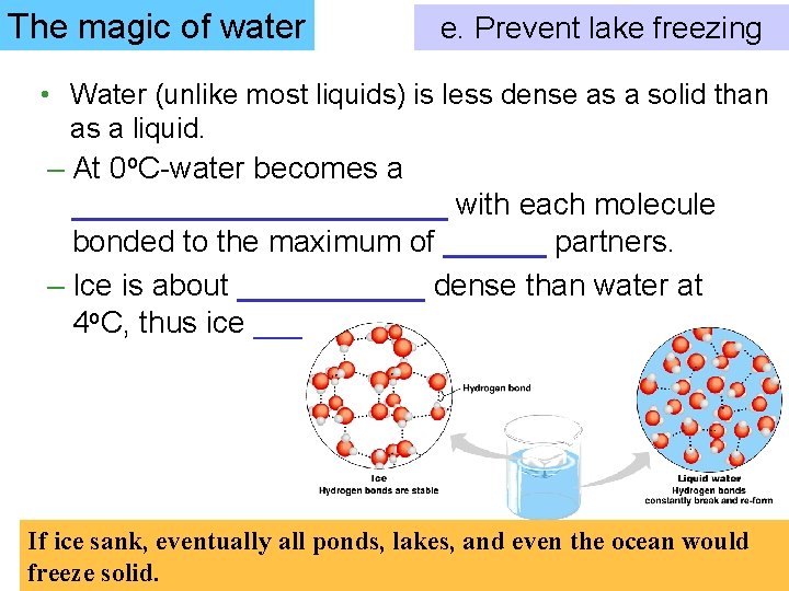 The magic of water e. Prevent lake freezing • Water (unlike most liquids) is