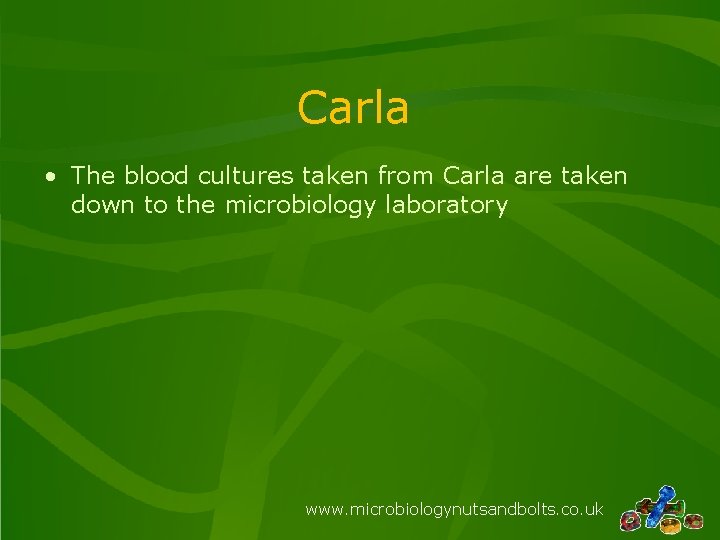 Carla • The blood cultures taken from Carla are taken down to the microbiology