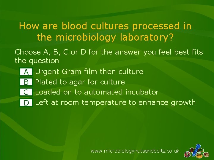How are blood cultures processed in the microbiology laboratory? Choose A, B, C or