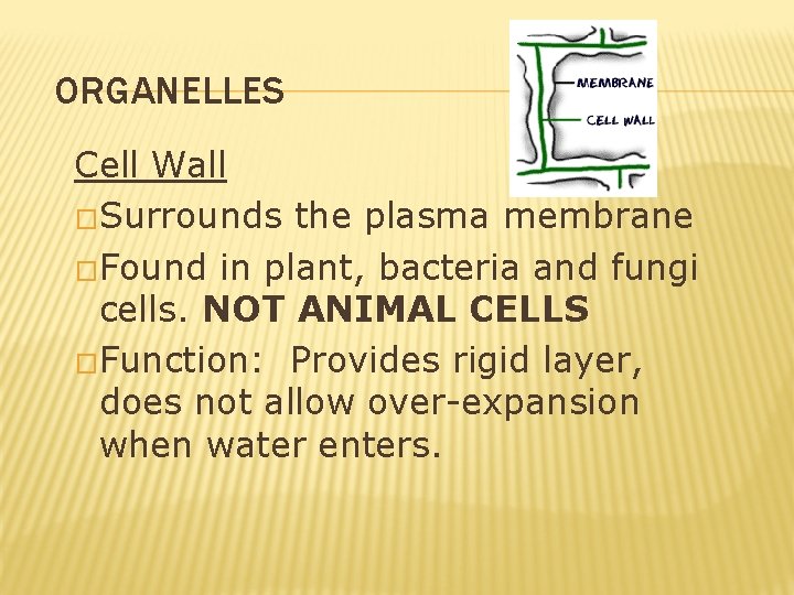 ORGANELLES Cell Wall �Surrounds the plasma membrane �Found in plant, bacteria and fungi cells. ORGANELLES Cell Wall �Surrounds the plasma membrane �Found in plant, bacteria and fungi cells.