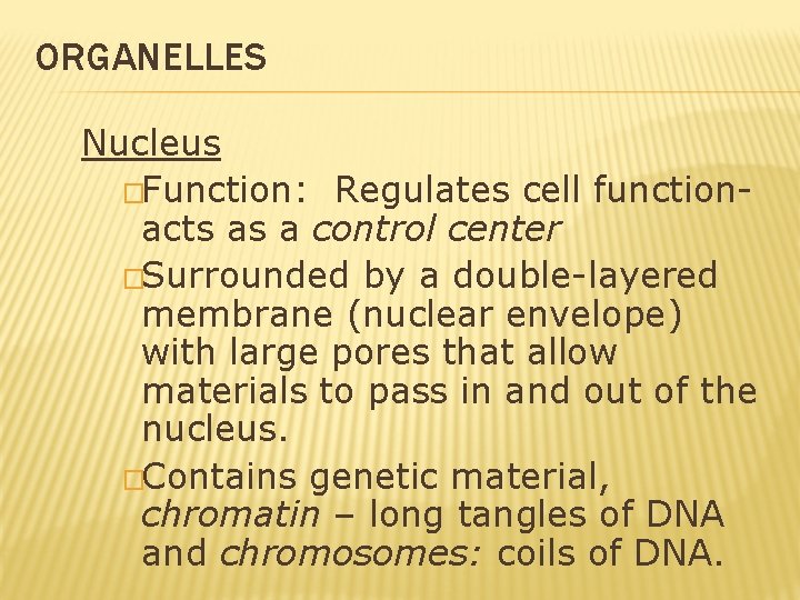 ORGANELLES Nucleus �Function: Regulates cell functionacts as a control center �Surrounded by a double-layered ORGANELLES Nucleus �Function: Regulates cell functionacts as a control center �Surrounded by a double-layered