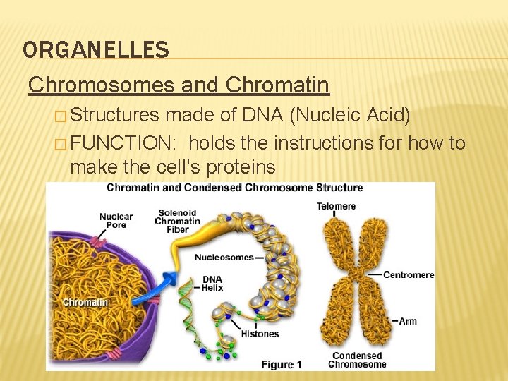 ORGANELLES Chromosomes and Chromatin � Structures made of DNA (Nucleic Acid) � FUNCTION: holds ORGANELLES Chromosomes and Chromatin � Structures made of DNA (Nucleic Acid) � FUNCTION: holds