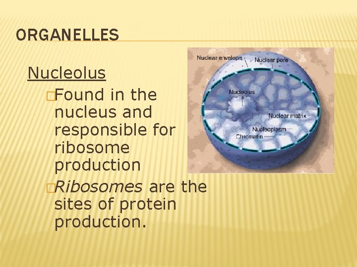 ORGANELLES Nucleolus �Found in the nucleus and responsible for ribosome production �Ribosomes are the ORGANELLES Nucleolus �Found in the nucleus and responsible for ribosome production �Ribosomes are the
