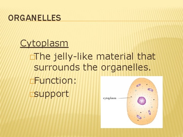 ORGANELLES Cytoplasm �The jelly-like material that surrounds the organelles. �Function: �support ORGANELLES Cytoplasm �The jelly-like material that surrounds the organelles. �Function: �support