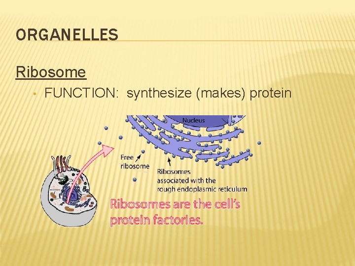 ORGANELLES Ribosome • FUNCTION: synthesize (makes) protein ORGANELLES Ribosome • FUNCTION: synthesize (makes) protein